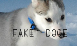 FAKE DOGE