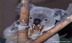 Agressiv Koala