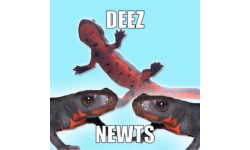 DEEZNEWTS