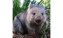 Black Wombats