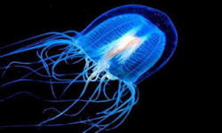 Immortal JELLYFISH