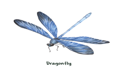 Dragon Fly Team