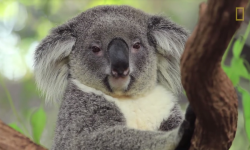 The Killa Koalas