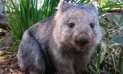 West Side Wombats