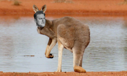 Kangaroo Slacks