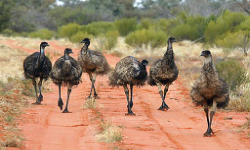 The emus of LD2L desert