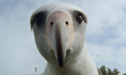 Albatross